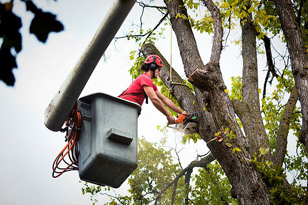 Best Affordable Tree Service  in Hudson, MI